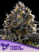 🌟 Purple Lobster 🌿 - ANESIA SEEDS